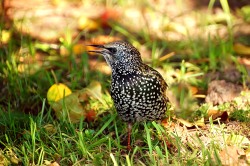 Common Starling (Sturnus vulgaris)