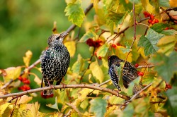 Common Starling (Sturnus vulgaris)