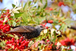 Common Starling (Sturnus vulgaris)