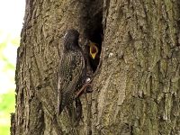 Common Starling (Sturnus vulgaris)