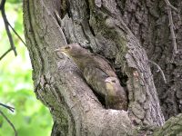 Common Starling (Sturnus vulgaris)