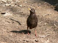 Common Starling (Sturnus vulgaris)