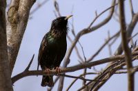 Common Starling (Sturnus vulgaris)