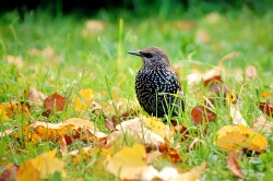 Common Starling (Sturnus vulgaris)