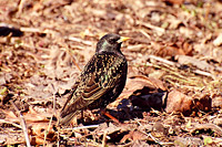 Common Starling (Sturnus vulgaris)