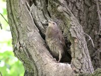Common Starling (Sturnus vulgaris)