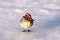 Common Teal or Eurasian Teal (Anas crecca)