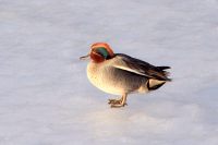 Common Teal or Eurasian Teal (Anas crecca)