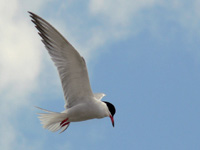 Common Tern (Sterna hirundo)