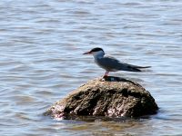 Common Tern (Sterna hirundo)