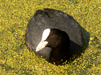Coot (Fulica atra)