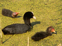 Coot (Fulica atra)