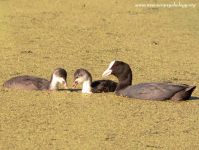 Coot (Fulica atra)