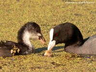 Coot (Fulica atra)