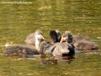 Coot (Fulica atra)
