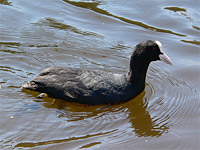 Coot (Fulica atra)