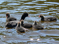Coot (Fulica atra)