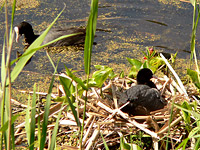 Coot (Fulica atra)