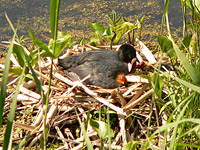 Coot (Fulica atra)