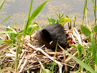 Coot (Fulica atra)