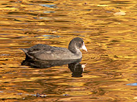 Coot (Fulica atra)