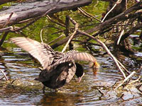Coot (Fulica atra)