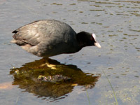 Coot (Fulica atra)