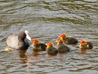Coot (Fulica atra)