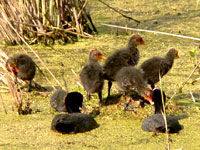 Coot (Fulica atra)