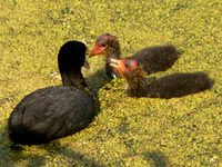 Coot (Fulica atra)