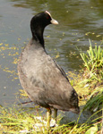 Coot (Fulica atra)