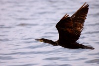 Cormorant (Phalacrocorax carbo)