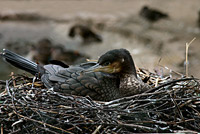 Cormorant (Phalacrocorax carbo)