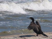 Cormorant (Phalacrocorax carbo)