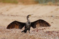 Cormorant (Phalacrocorax carbo)