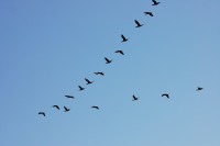 Cormorant (Phalacrocorax carbo)
