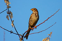 Corn Bunting (Miliaria calandra)