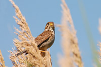 Corn Bunting (Miliaria calandra)