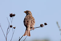 Corn Bunting (Miliaria calandra)