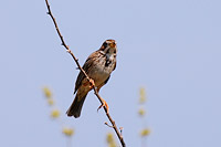 Corn Bunting (Miliaria calandra)