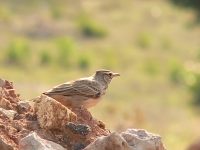 Crested Lark (Galerida cristata)