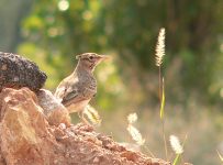 Crested Lark (Galerida cristata)