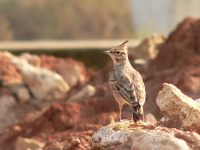 Crested Lark (Galerida cristata)