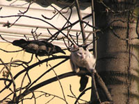 Hooded Crow (Corvus cornix)