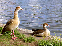 Egyptian Goose (Alopochen aegyptiacus)