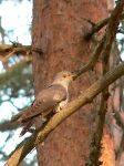 Eurasian Cuckoo (Cuculus canorus)