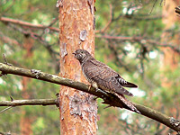 Eurasian Cuckoo (Cuculus canorus)