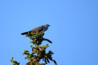 Eurasian Cuckoo (Cuculus canorus)