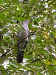 Eurasian Cuckoo (Cuculus canorus)