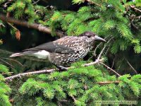 Eurasian Nutcracker, Spotted Nutcracker (Nucifraga caryocatactes)